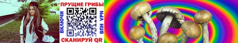 Галлюциногенные грибы Psilocybine cubensis  Карабаш 